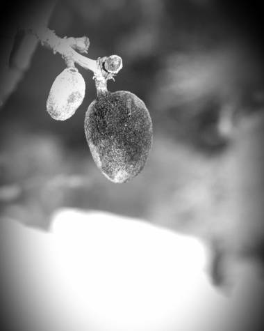 V.sita en Hamelin: Flora  (Sierra Engarcerán), Almendro#nieve