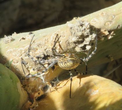 Solerantonio2 en Hamelin: Fauna  (Almería), Insecto