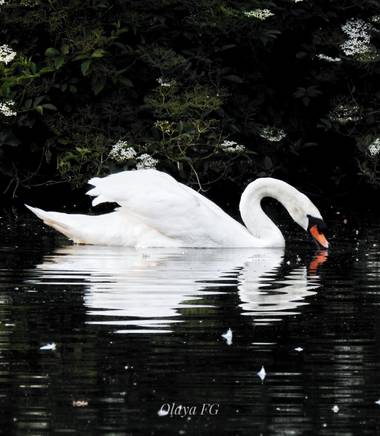 olaya96fg en Hamelin: Fauna  (Gijón), Cygnus olor (Gmelin, 1789), #Aves21