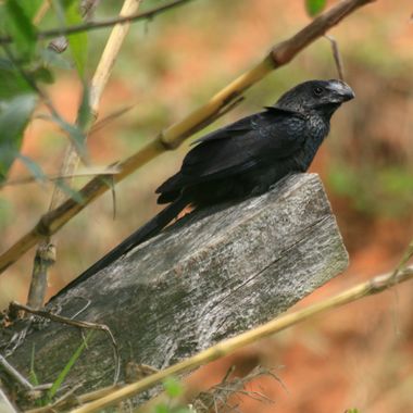Gabrielroadangel en Hamelin: Fauna  (Conexión vial Guillermo Gaviria Correa), Crotophaga ani Linnaeus, 1758, ya llebaba rato buscando a este garrapatero, l...