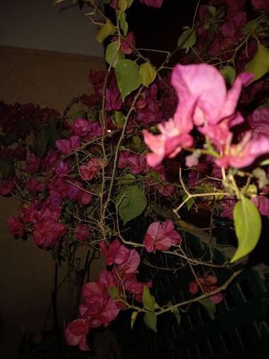 Enrique71as en Hamelin: Flora, Bougainvillea glabra, Color
