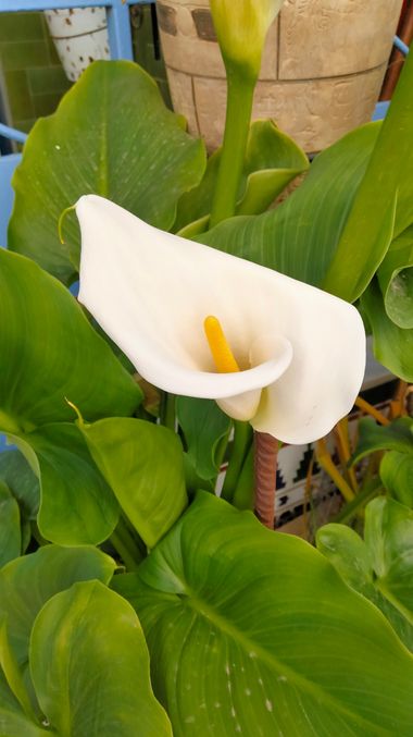 Solerantonio2 en Hamelin: Flora  (Calle Antonio Vico), Zantedeschia aethiopica, Planta cala blanca