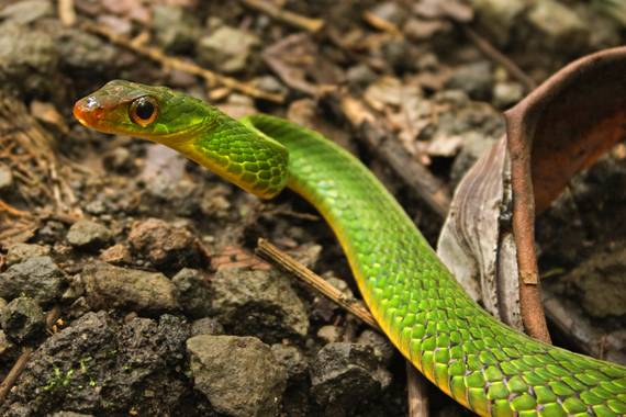 Ignicapillus en Hamelin: Fauna  (Fortuna), Drymobius melanotropis (Cope, 1875), Esta serpiente terrestre de hábitos diurnos vive en bosques lluviosos y cla...