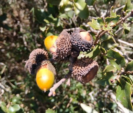 Solerantonio2 en Hamelin: Flora  (Níjar), Quercus coccifera, Arbusto encina