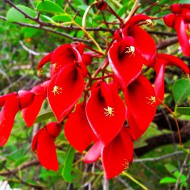 Angelesfranco8816 en Hamelin: Flora, Erythrina crista-galli, Hoy en Argentina es el día de la flor nacional  
La flor es de un árbol que se llama ceibo #f...