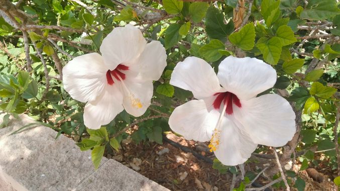 Solerantonio2 en Hamelin: Flora  (Almeria), Planta