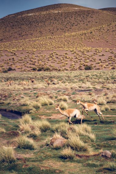 Brenda.a.trossero en Hamelin: Fauna  (Antofagasta de la Sierra), Vicugna vicugna (Molina, 1782), Camélido sudamericano silvestre