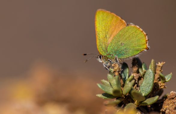 Juanfra.1791 en Hamelin: Fauna  (Cúllar), Callophrys rubi (Linnaeus, 1758)