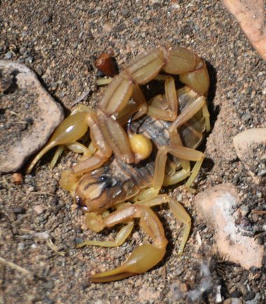Solerantonio2 en Hamelin: Fauna  (La Marina), Escorpión amarillo