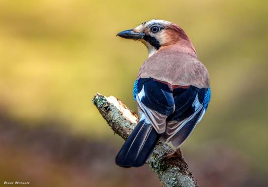 Unai Urresti en Hamelin: Fauna  (Bermeo), Garrulus glandarius (Linnaeus, 1758), Arrendajo.

#aves21 #arrendajo  #fauna