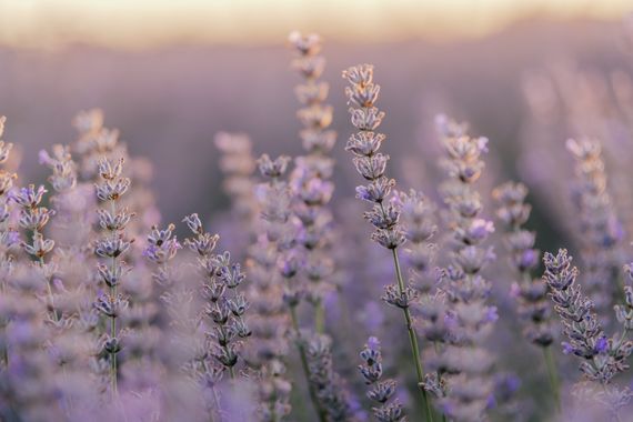 Elenagil.ph en Hamelin: Flora, La belleza del color
#lavanda #flor #flora #flower #flowerphotography #flores 