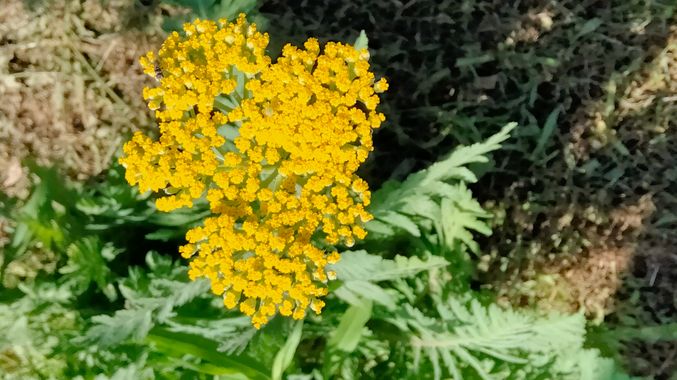 Solerantonio2 en Hamelin: Flora  (Almería), Achillea filipendulina, Planta