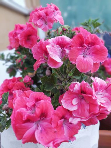 Mpinfante en Hamelin: Flora, # Repetida, aunque el color sea algo distinto.