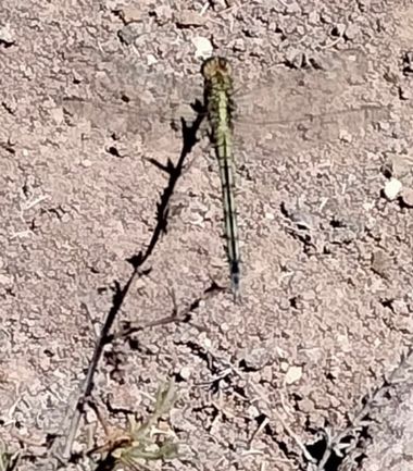 Solerantonio2 en Hamelin: Fauna  (Níjar), Libelula