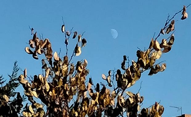 Solerantonio2 en Hamelin: Paisaje  (Almería), Entre hojas secas de fondo la luna