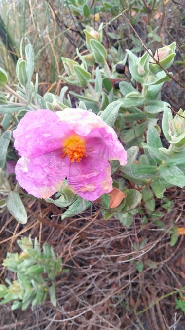 Solerantonio2 en Hamelin: Flora  (Láujar de Andarax), Cistus albidus, Planta