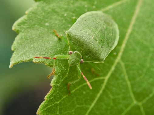 Tomasbejar en Hamelin: Fauna  (Altea), #insecto 