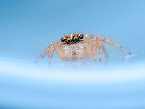 Antonio Jesús Palma Aranda en Hamelin: Fauna  (Lora del Río), Mini sesión a esta pequeñaja preciosa oOOo 😍

➡️ Desliza para ver todas las fotos

📷 OM Sys...