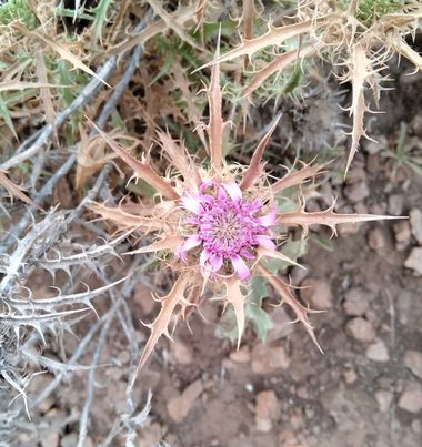 Solerantonio2 en Hamelin: Flora  (Níjar), Atractylis humilis, Caldo planta