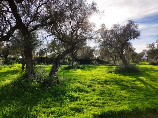 Gabrielfgasparin en Hamelin: Paisaje  (Tomares), #naturalezaandalucia #naturaleza #naturalezaespaña 