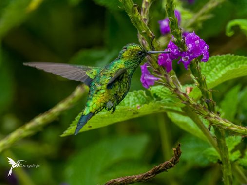 cesar.angel en Hamelin: Fauna  (Palestina), El juego de colores. Las vistosas Verbenas, resaltan en medio del verde intenso de las montañas en el Huila, y ...