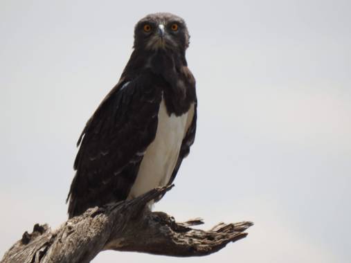 olaya96fg en Hamelin: Fauna  (Narok), Circaetus pectoralis A.Smith, 1829, #Aves21