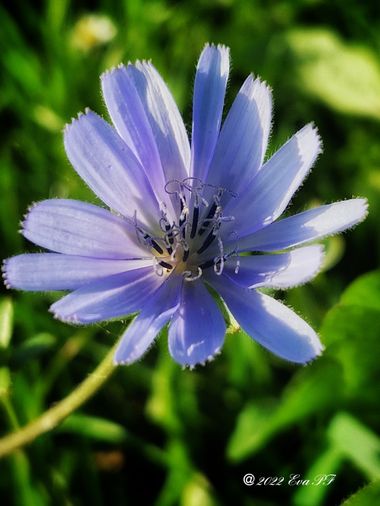 Eva.160968 en Hamelin: Flora  (Hélécine), Cichorium endivia, #flora 