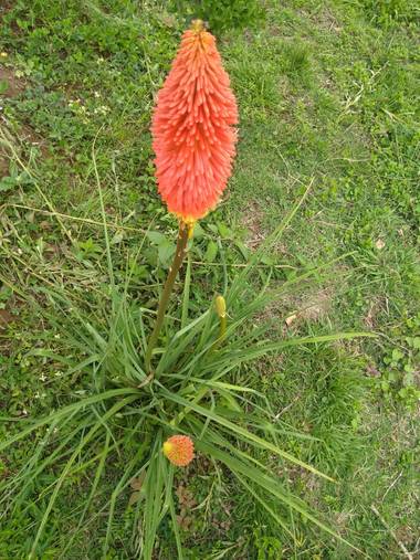 liianalfarth074 en Hamelin: Flora, Kniphofia uvaria