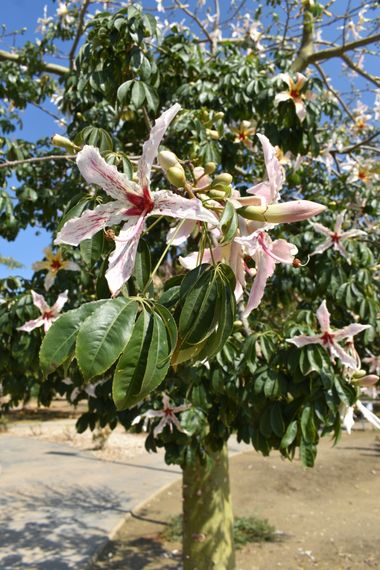 Solerantonio2 en Hamelin: Flora  (Rioja), Ceiba speciosa, Planta
