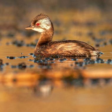 Hugo.poggio en Hamelin: Fauna, #aves21 #fauna #naturaleza #photographer #photonaturaleza 