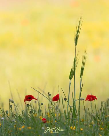 Justi en Hamelin: Flora  (Mollet del Vallès), Dedicado a todas las madres.....Feliz día!!!!
#flora21 