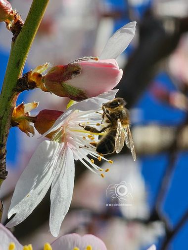 David  en Hamelin: Flora  (Zarzalejo), #abeja #flora #flor #almendro #fruto #paisaje #foto #arboles 