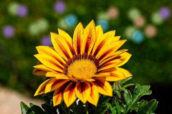 manuel.torres1 en Hamelin: Flora  (Santa Oliva), Gazania rigens, #flor  #planta  #botánica  #jardines 