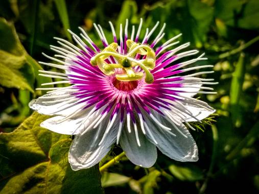 Jorgeluispantojam en Hamelin: Flora  (Barranquilla), Una flor silvestre a orillas del río Magdalena, en Barranquilla, Colombia.
#flora21 