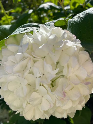 Marisol en Hamelin: Flora  (Madrid), Flores