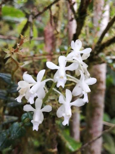 elioaltamiranoc12 en Hamelin: Flora, Calanthe triplicata