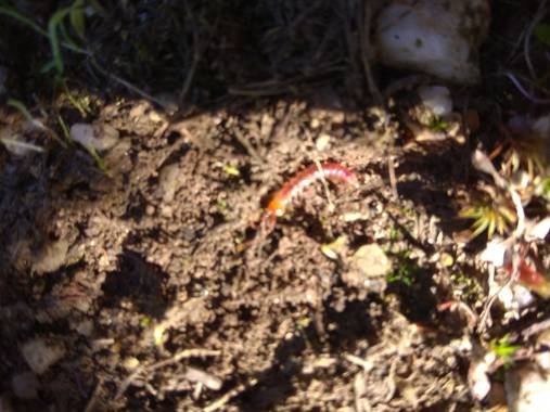 Jositocerro en Hamelin: Fauna  (Las Huertas de Cansa)