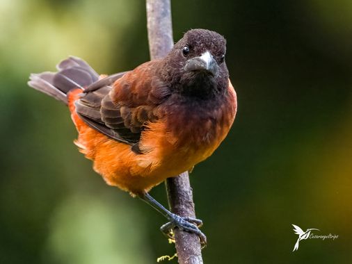 cesar.angel en Hamelin: Fauna  (Palestina), Ramphocelus carbo (Pallas, 1764), Me encantó el gesto de esta hembra de Toche negro. Hace días quería ver está ...