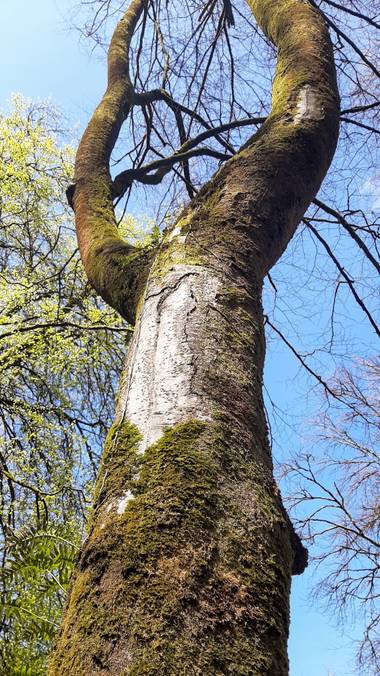 Conchivh en Hamelin: Flora  (Oviedo), #flora21