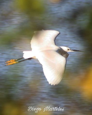Diego en Hamelin: Fauna  (Zaragoza), Egretta garzetta (Linnaeus, 1766), #garcetacomun #egrettagarzetta #aves #ebro #zaragoza #canon 