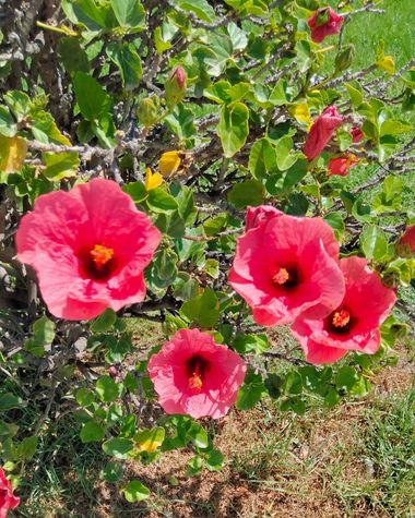 Solerantonio2 en Hamelin: Flora  (Almeria), Planta