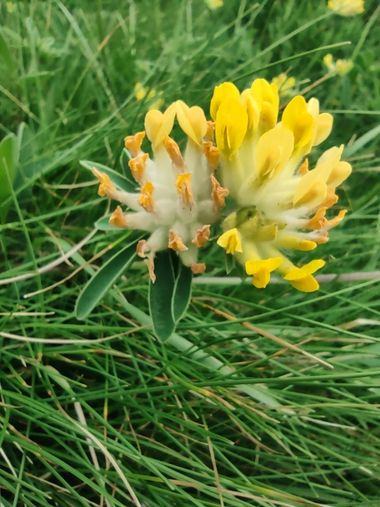 STEPHANIE 📸 en Hamelin: Flora, Anthyllis vulneraria, .
.
.
.
.
#flowers #flower #flowerpower #flowersofinstagram #flowerslovers #flowermagic #flowerofthe...