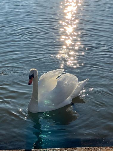 Eudimer20 en Hamelin: Fauna, #agua #animales 