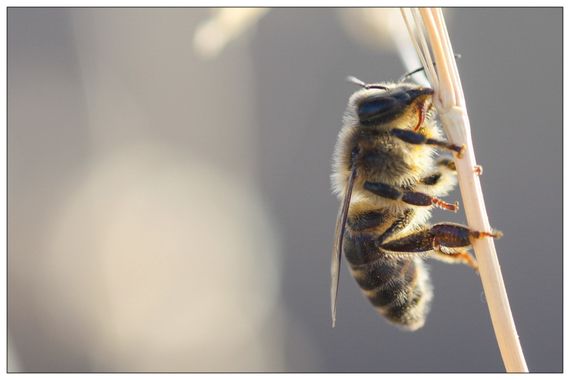 barbanegra707 en Hamelin: Fauna  (Torre de Miguel Sesmero), #abeja