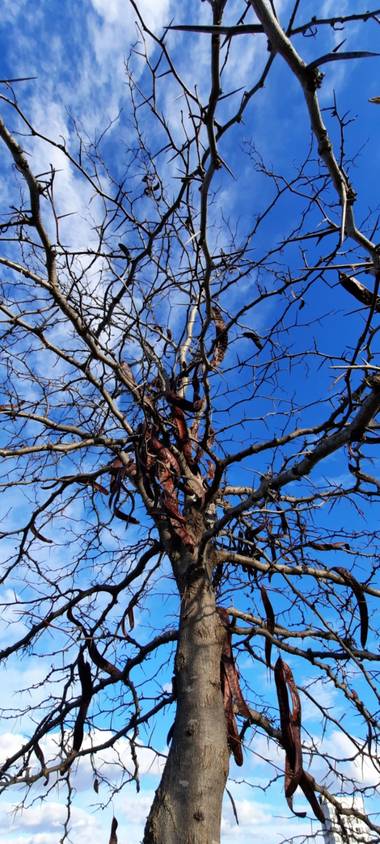 Naomi en Hamelin: Flora  (Sabadell), #vainasrojizas#árbol#invierno20