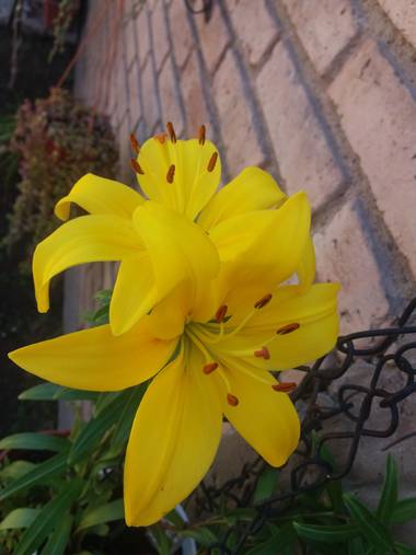 olgabijoux.ot en Hamelin: Flora  (Luján de Cuyo), Lilium bulbiferum