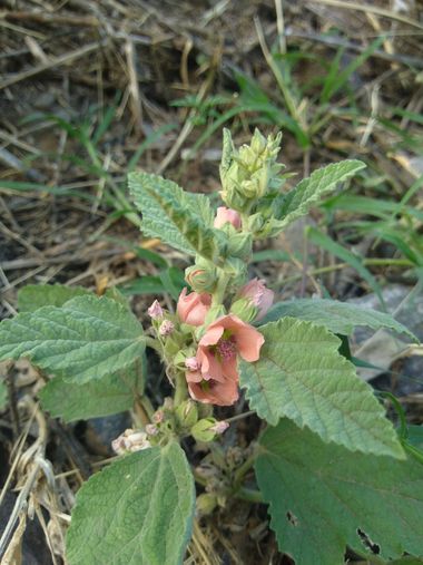 liianalfarth074 en Hamelin: Flora, Sphaeralcea bonariensis