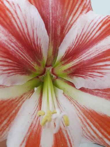 NatBuCo en Hamelin: Flora 
