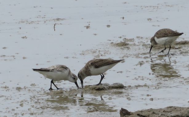 Solerantonio2 en Hamelin: Fauna  (Níjar), Calidris alba (Pallas, 1764), Aves