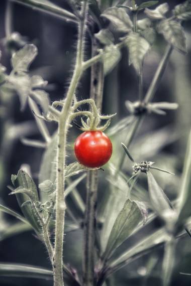 sujkp83 en Hamelin: Flora, Solanum Lycopersicum Var.
Tomate - Solanates
Tomate 🍅 Cherry